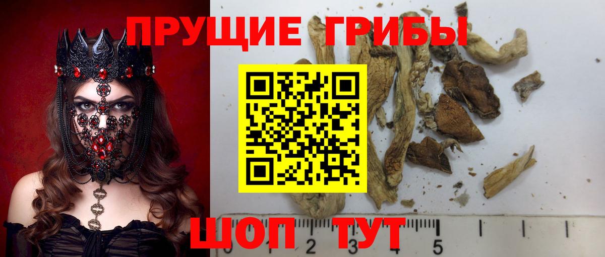 Псилоцибиновые грибы Cubensis Сосновый Бор